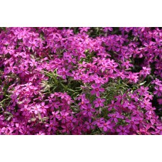 Płomyk/Floks szydlasty (Phlox subulata) Atropurpurea