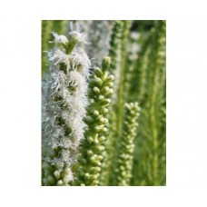 Liatria kłosowa (Liatris spicata) Alba