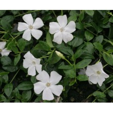 Barwinek pospolity (Vinca minor) Alba