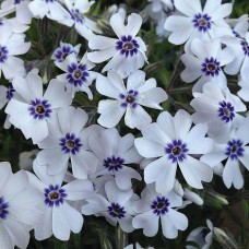 Płomyk szydlasty (Phlox subulata) Bavaria