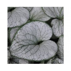 Brunnera wielkolistna (Brunnera macrophylla) Silver Heart