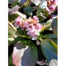 Bergenia sercolistna (Bergenia cordifolia) Dragonfly Angel Kiss