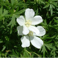 Bodziszek czerwony (Geranium sanguineum) Album