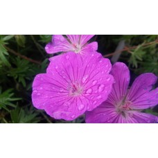 Bodziszek czerwony (Geranium sanguineum) Vision Violet