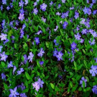 Barwinek pospolity (Vinca minor)