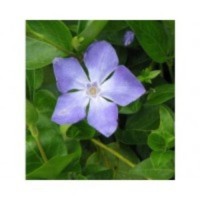 Barwinek większy (Vinca major) Deep Blue