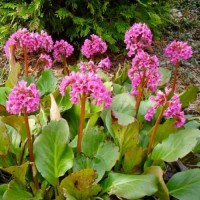 Bergenia sercolistna (Bergenia cordifolia) Rose