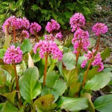 Bergenia sercolistna (Bergenia cordifolia) Rose