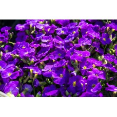 Żagwin drobny (Aubrieta gracilis) Kitte Blue