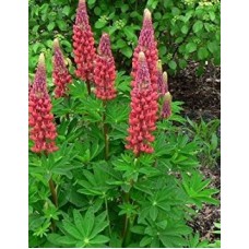 Łubin trwały (Lupinus polyphyllus) Gallery Red Shades