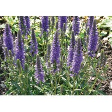 Przetacznik kłosowy (Veronica spicata) Inspire Blue