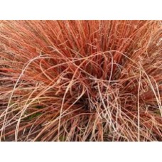 Turzyca Buchanana (Carex buchananii) Red Rooster