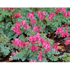 Serduszka (Dicentra) King of Hearts