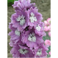 Ostróżka (Delphinium) Magic Fountain Deep Rose White Bee