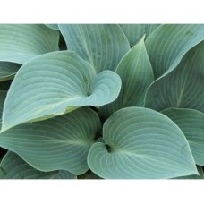 Funkia (Hosta tardiana) Halcyon