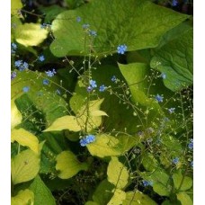 Brunnera wielkolistna (Brunnera macrophylla) Diane's Gold