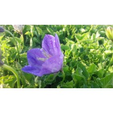 Dzwonek karpacki (Campanula carpatica) Perla Blue