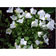 Dzwonek karpacki (Campanula carpatica) Perla White