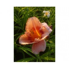 Liliowiec ogrodowy (Hemerocallis hybrida) Strawberry Candy