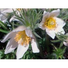 Sasanka zwyczajna (Pulsatilla vulgaris) White Swan