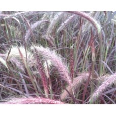 Rozplenica oścista (Pennisetum setaceum) Rubrum