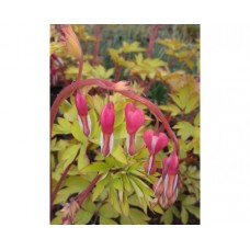 Serduszka okazała (Dicentra spectabilis) Gold Heart