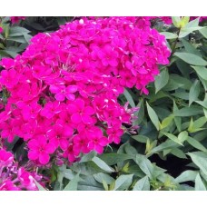 Płomyk/Floks wiechowaty (Phlox paniculata) Early Cerise