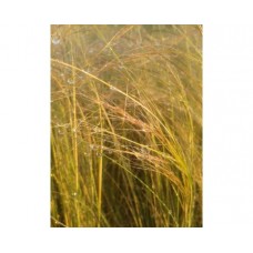 Ostnica cieniutka (Stipa tenuissima) Pony Tails