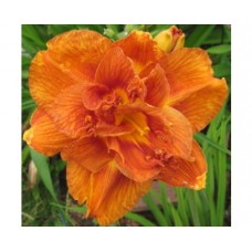 Liliowiec ogrodowy (Hemerocallis hybrida) Mary Brown