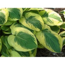 Funkia (Hosta hybrida) Carnival