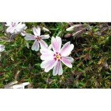 Płomyk szydlasty (Phlox subulata) Candy Stripe