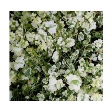 Cymbalaria murowa (Cymbalaria muralis) Snow Wave