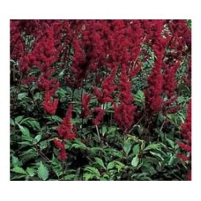 Tawułka chińska (Astilbe chinensis) Vision in Red