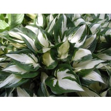 Funkia (Hosta hybrida) Fire and Ice