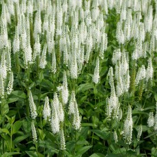 Przetacznik kłosowy (Veronica spicata) First Lady