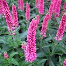 Przetacznik kłosowy (Veronica spicata) First Love