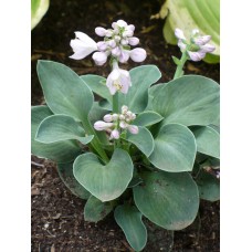 Funkia (Hosta hybrida) Blue Mouse Ears