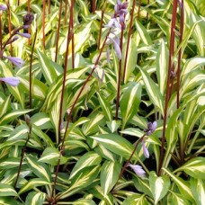 Funkia (Hosta hybrida) Cherry Berry