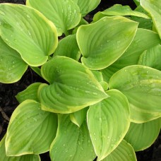 Funkia (Hosta hybrida) Fragrant Bouquet