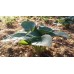 Funkia (Hosta hybrida) Big Daddy