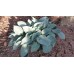 Funkia (Hosta hybrida) Big Daddy