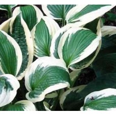 Funkia (Hosta hybrida) Patriot