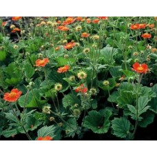 Kuklik szkarłatny (Geum coccineum) Tosai