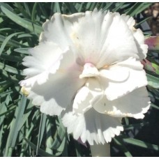 Goździk pierzasty (Dianthus plumarius) Angel of Purity