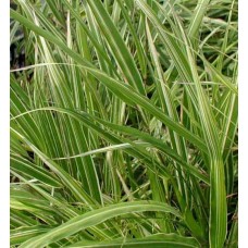 Hakonechloa smukła (Hakonechloa macra) Albostriata