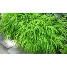 Hakonechloa smukła (Hakonechloa macra) Greenhills