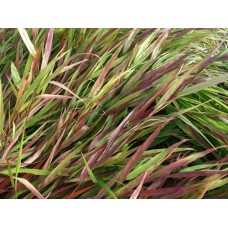 Hakonechloa smukła (Hakonechloa macra) Beni Kaze