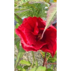 Hibiskus bylinowy (Hibiscus x moscheutos) Fireball