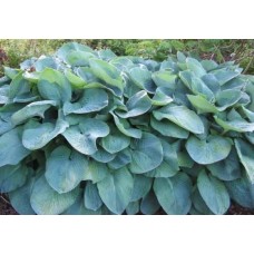 Funkia Siebolda (Hosta sieboldiana) Elegans