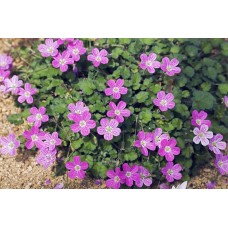 Iglica zmienna (Erodium variable) Bishop's Form